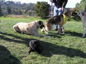 Maggie with the big boys, Cemil and Travis Ray