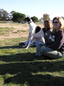 Lap dog