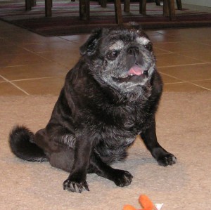 Tri-pug Maggie