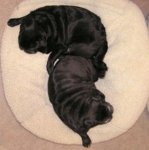 yin yang pugs