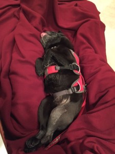Obie sleeping on his back